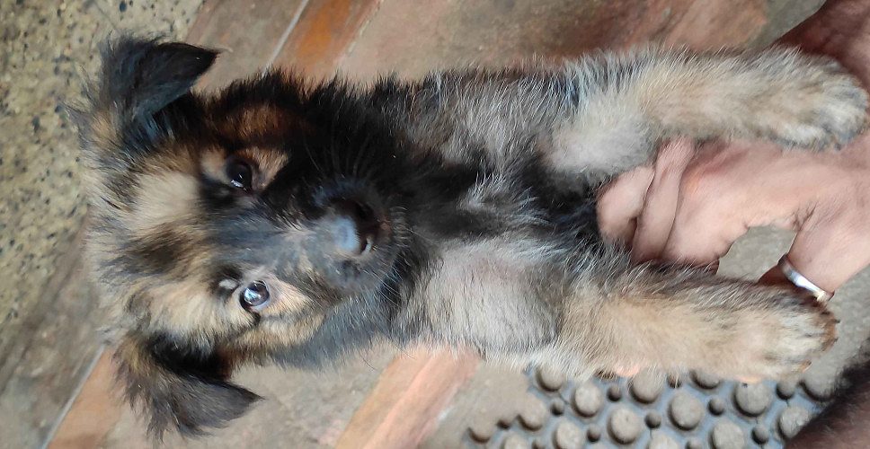 Germanshaperd puppy's available