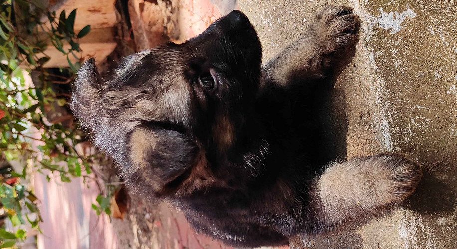 Germanshaperd puppy's available