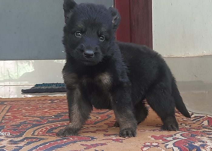 Germanshaprd  female puppy available  4 sale