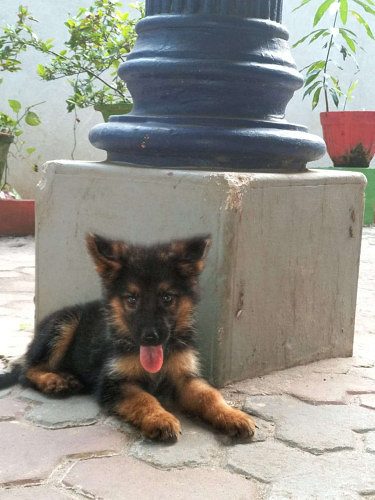 Germn shepared 50 days old puppies for sale