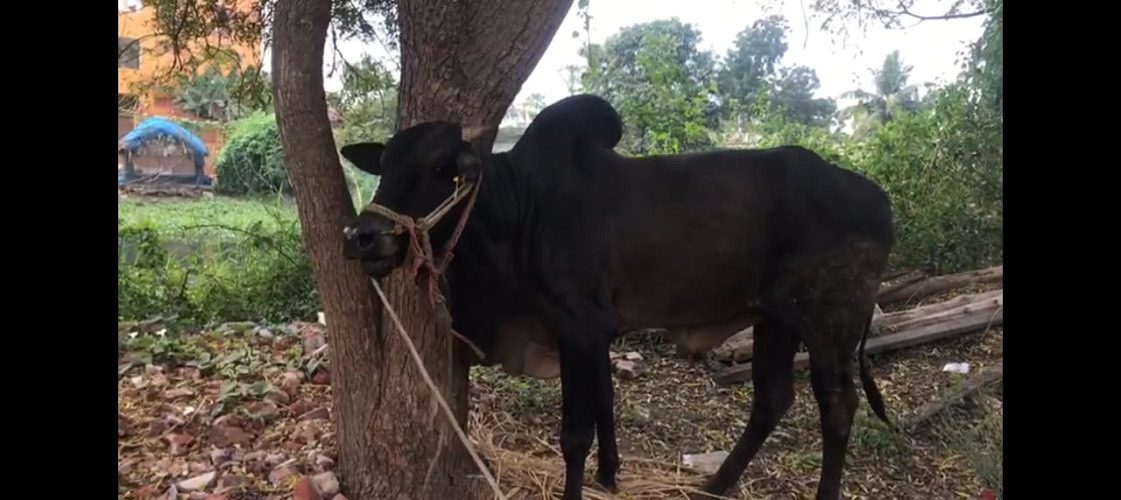 GIR COW PUNGANURU COW ONGOLE COW