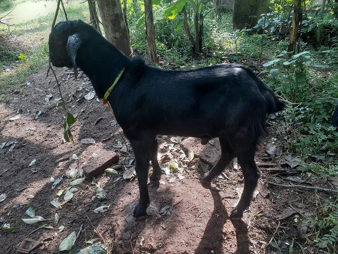 Goat (2 big and 3 small)