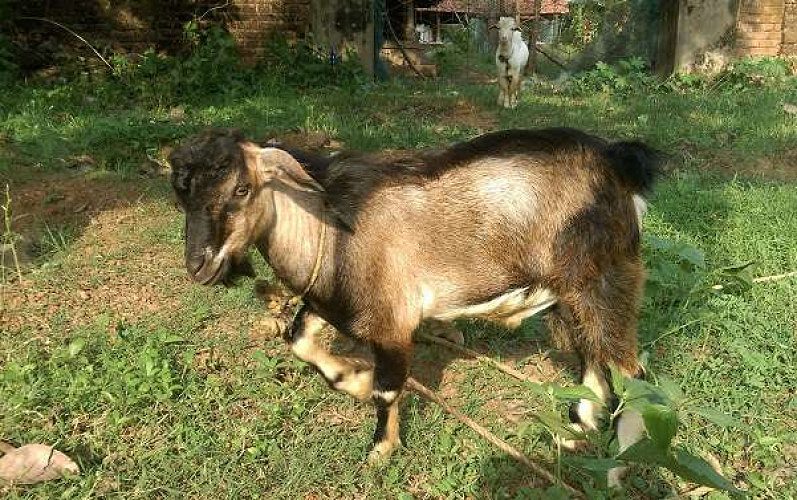 GOAT CANADIAN DWARF ONE YEAR OLD MALE SHOW QUALITY