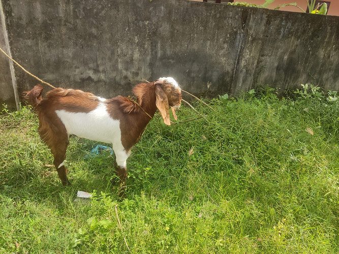 GOAT FOR SALE