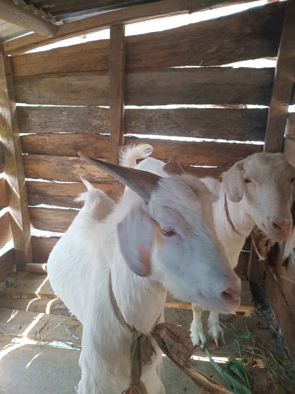 goat at sale