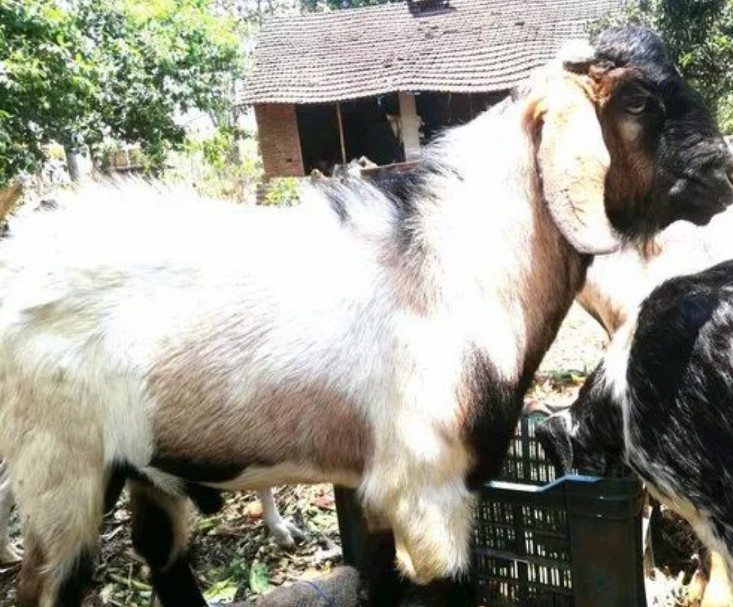 Goat for sale