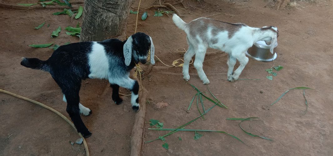 Goat for sale