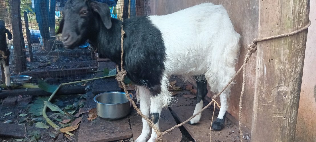 Goat for sale