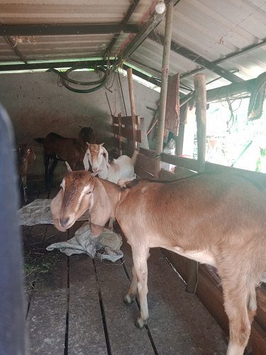 Goat for sale