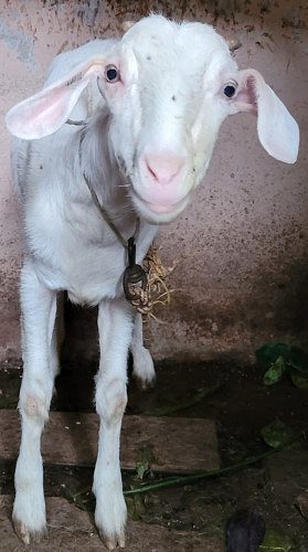 Goat for Sale