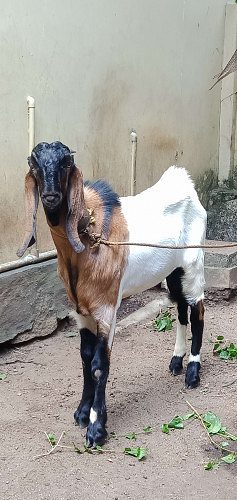 Goat for sale
