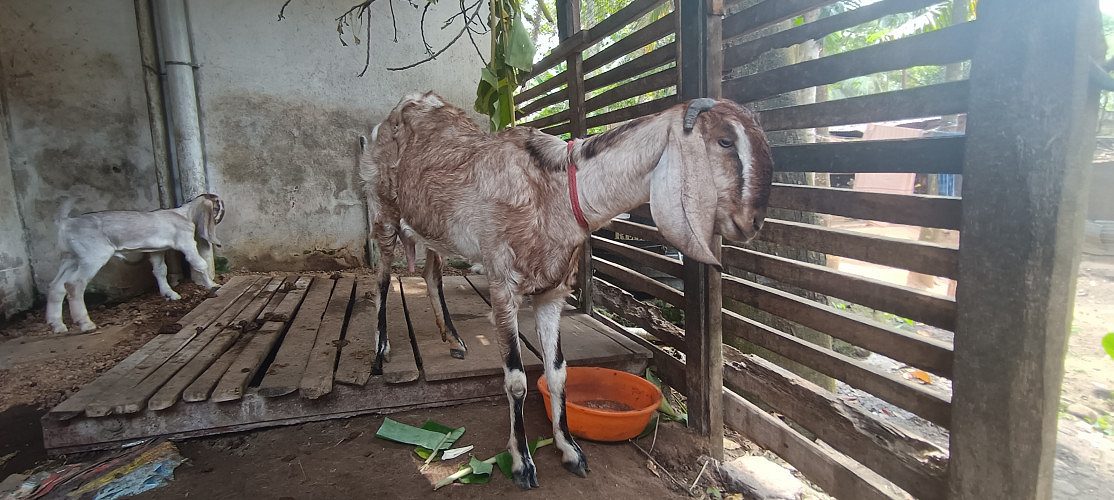 Goat for sale