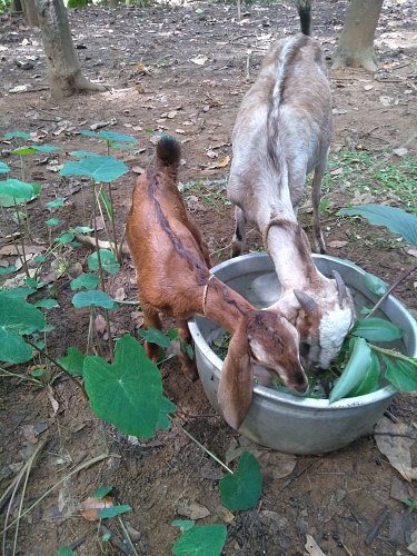 Goat and kid in karimannoor