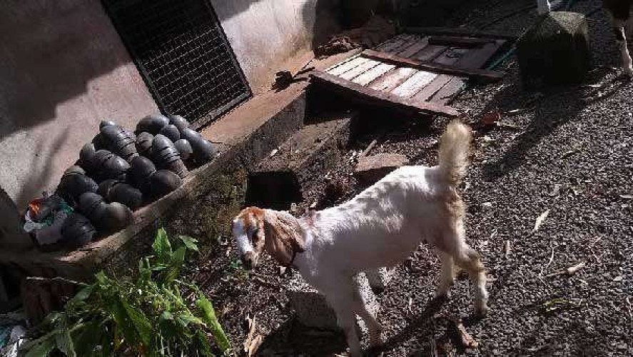 Goat Kids Male in Muvattupuzha Kerala