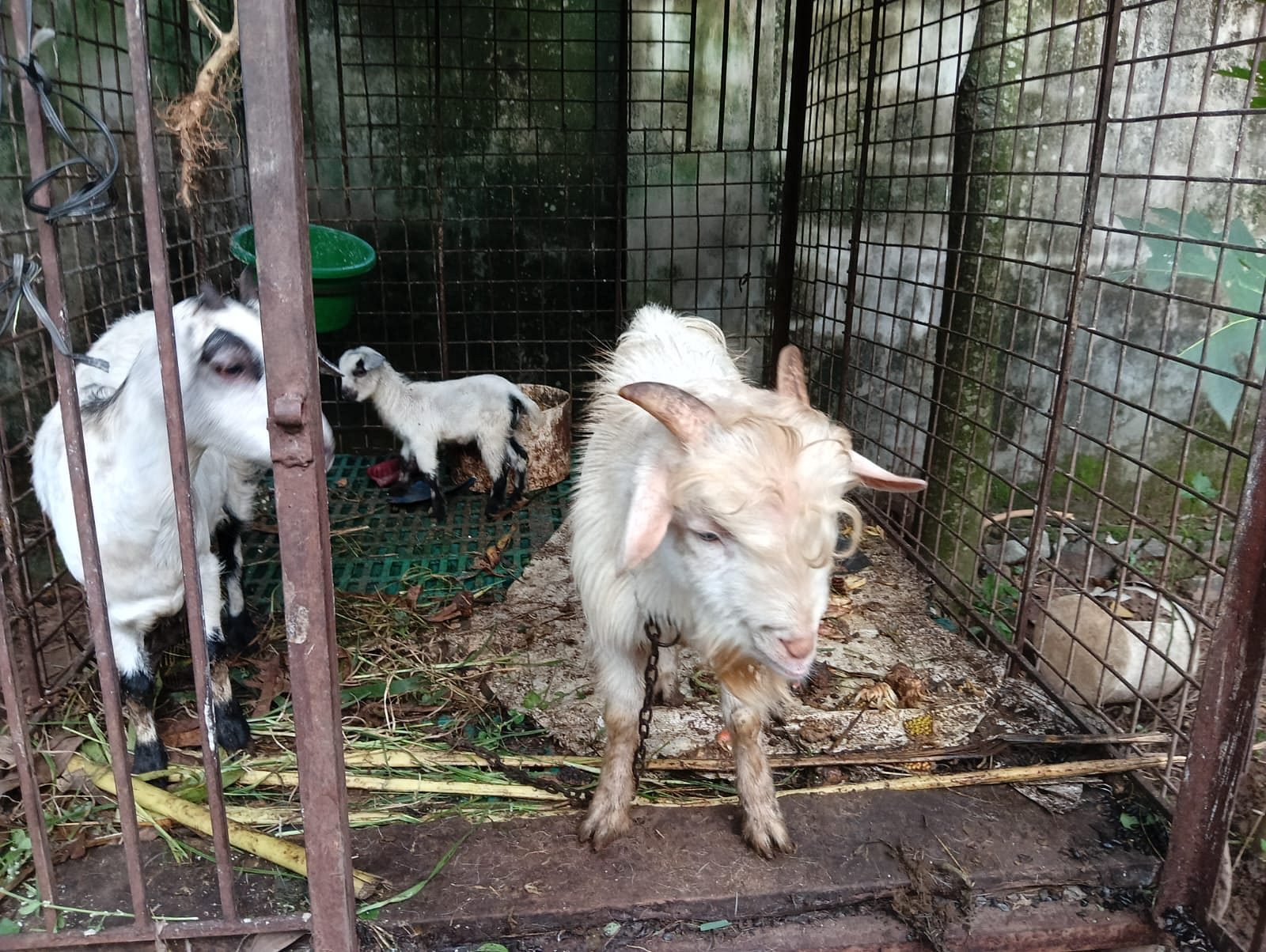 പിഗ്‌മി  പെണ്ണാടും  ആണാടും   കുട്ടിയും   വിൽക്കാൻ