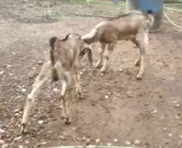 Goat for sales at Chingavanam