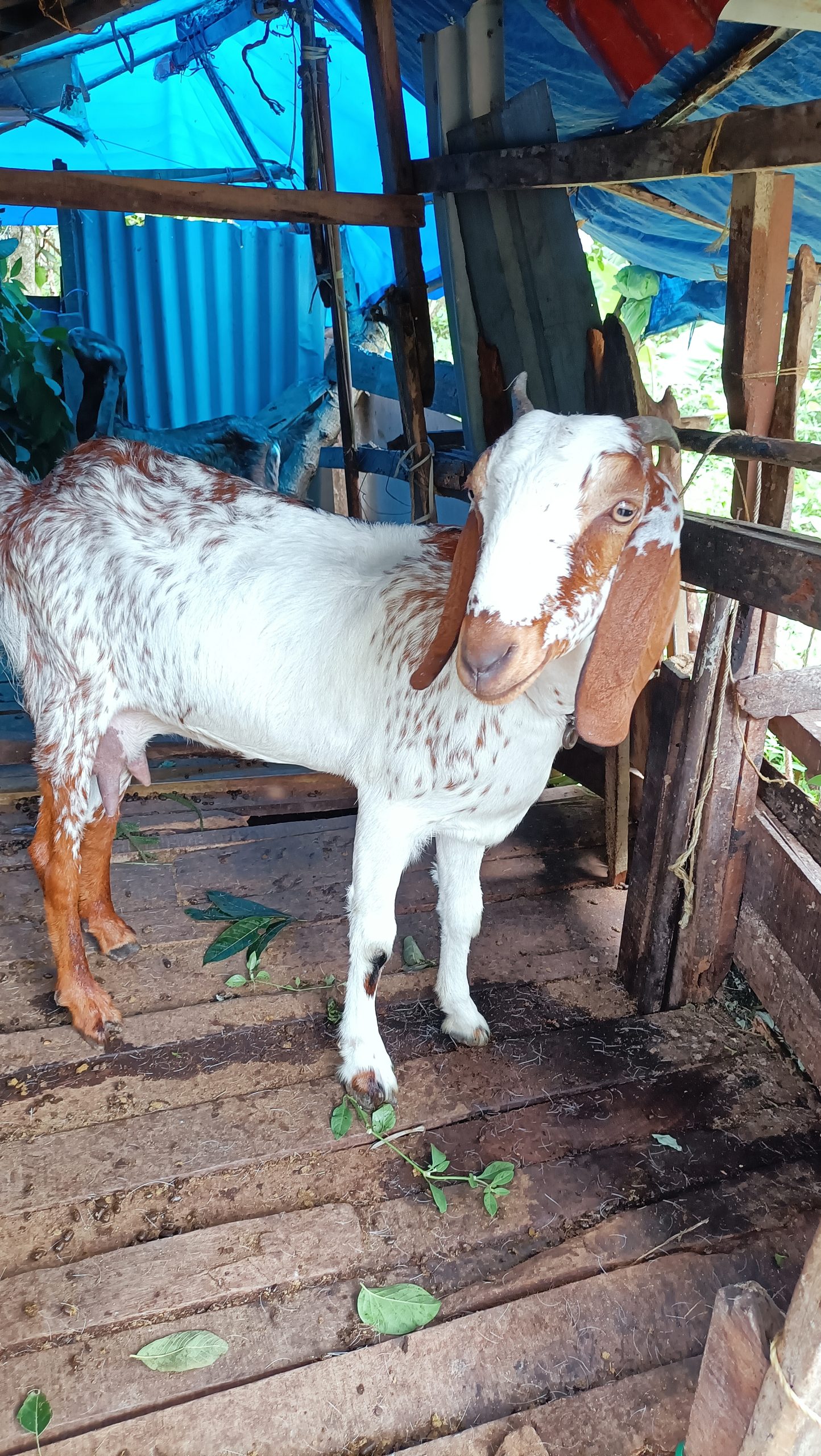 കറവയുള്ള ജമ്നാപ്യരി ആട്