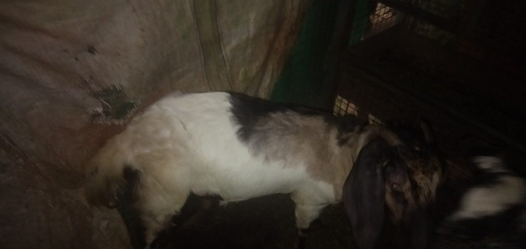 നല്ല പെൻന്നാട്