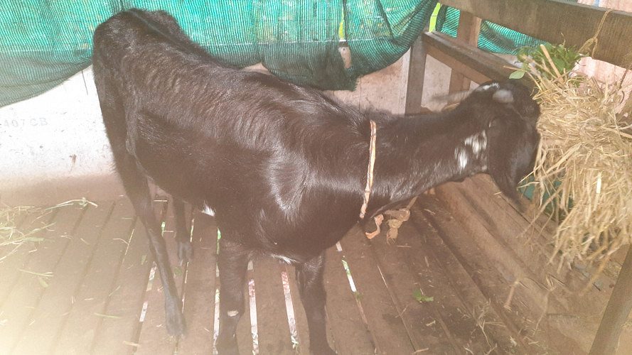 Goats for sale (Female goat and muttan(2 months))