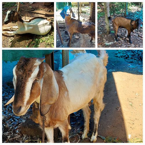 4 goats for sale