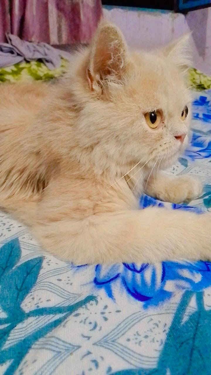 GOLDEN BROWN PARISIA