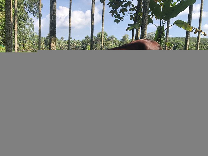 Golden Kapila Bull and Kasargod Kullan