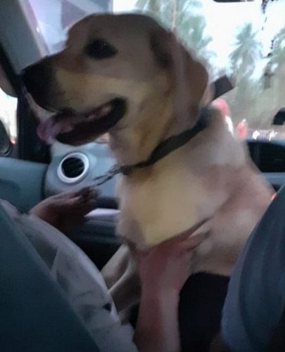 GOLDEN LABRADOR DOG FOR SALE