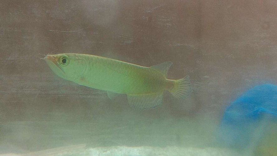 Golden pearl Arowana  with 3 feet aquarium