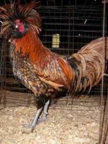 Golden polishcap Adult Hens.