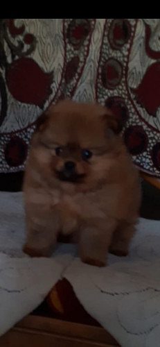 Golden Pom Puppies For Sale 9654249090