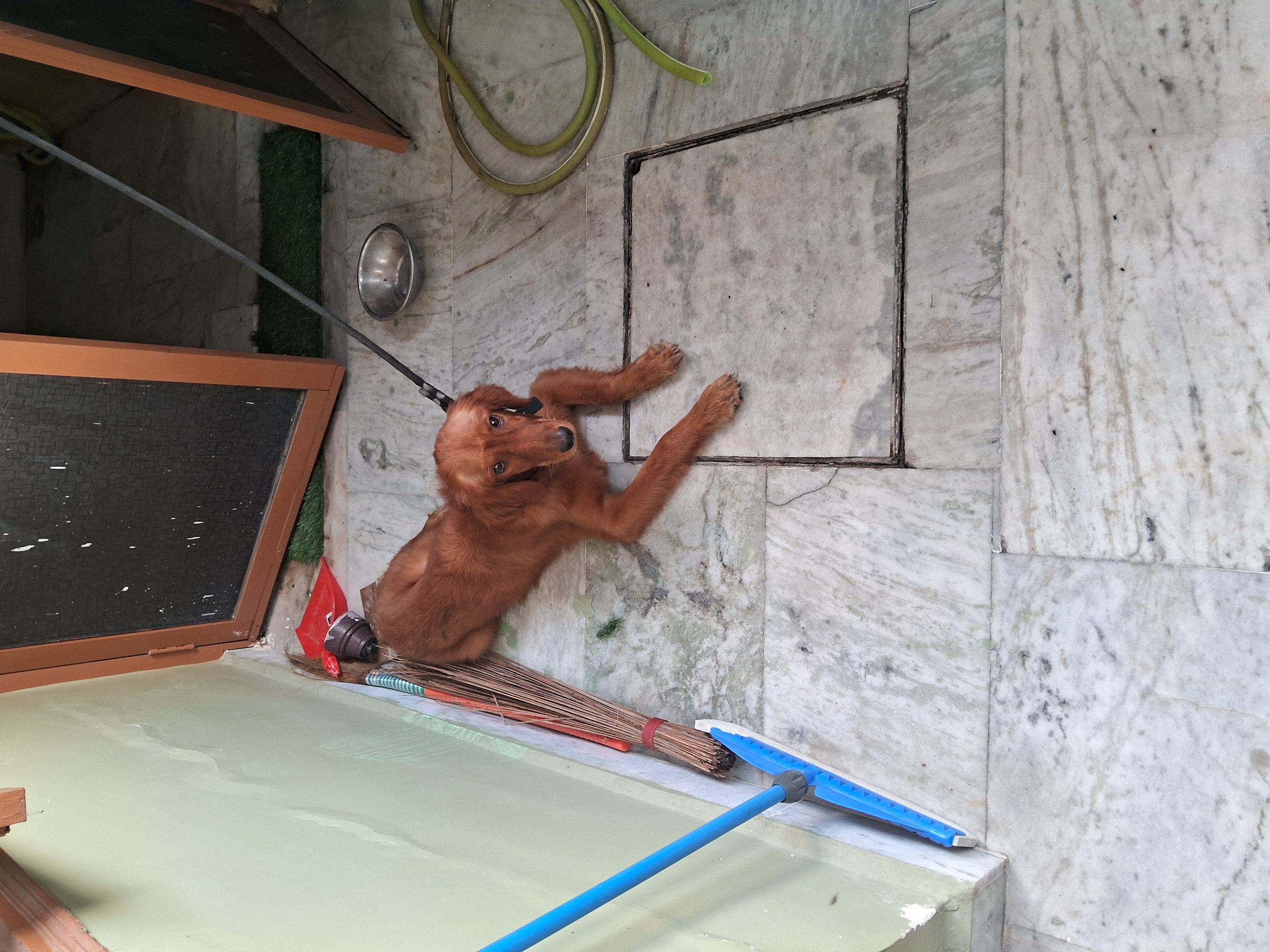 Golden retiver dog .male