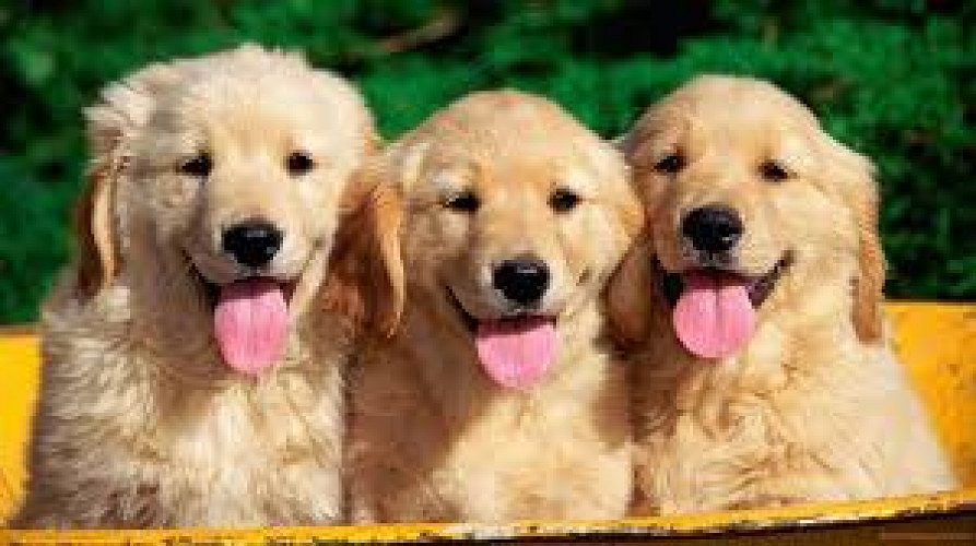 golden retrieevr puppies for sale in indore 7987036124