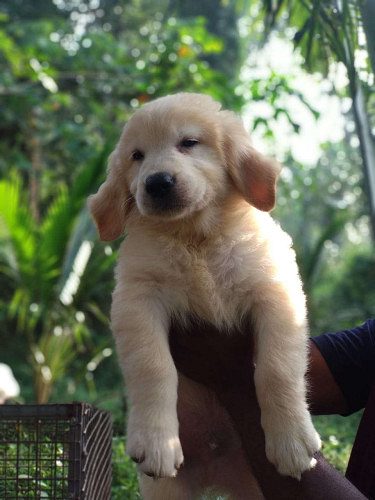Golden retriever 48 days