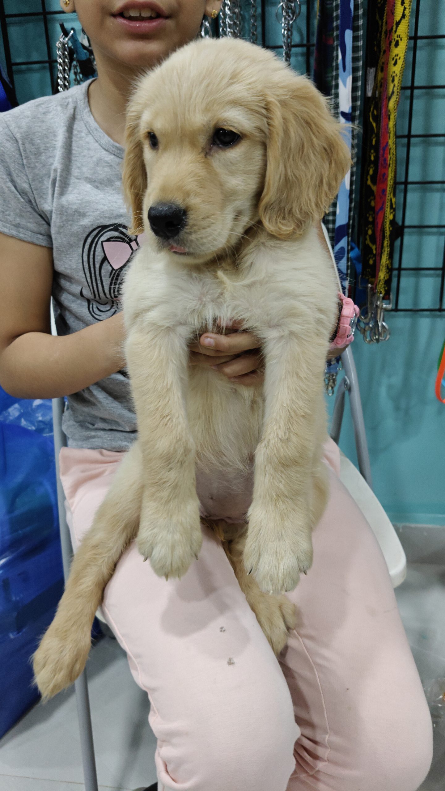 Golden retriever 58 days puppy