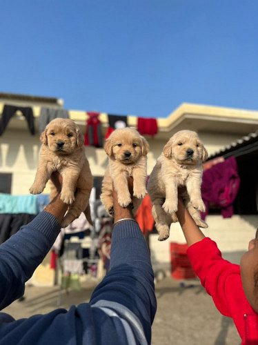 Golden retriever 9047773374