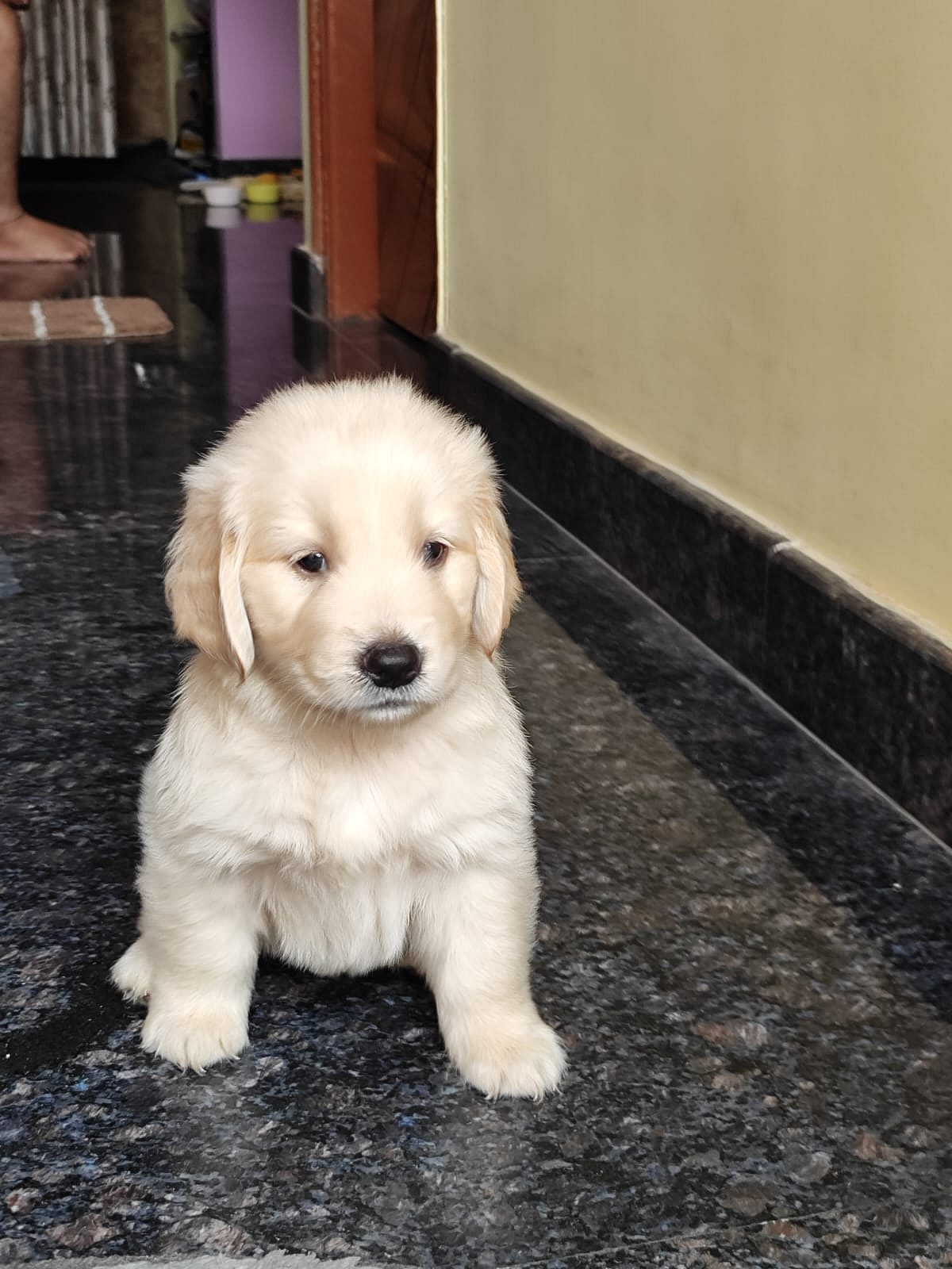 Golden retriever active male puppy