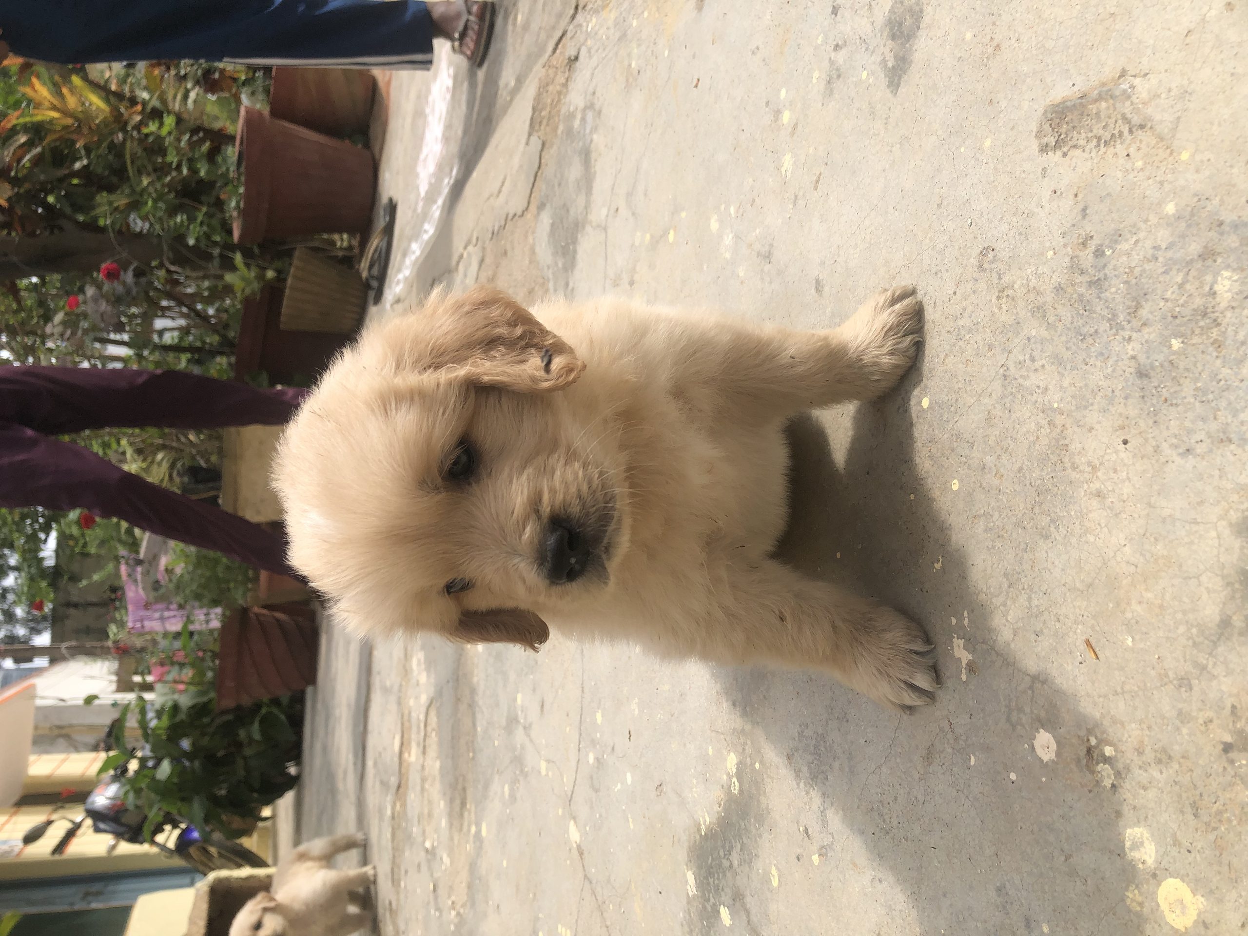 Golden retriever ande shih ztu