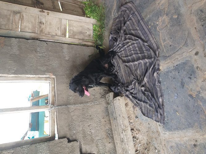 Golden retriever dog double coat adult