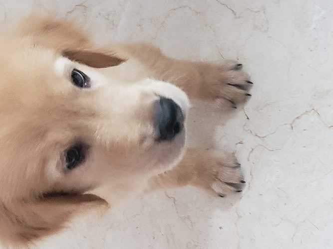 Golden retriever dog