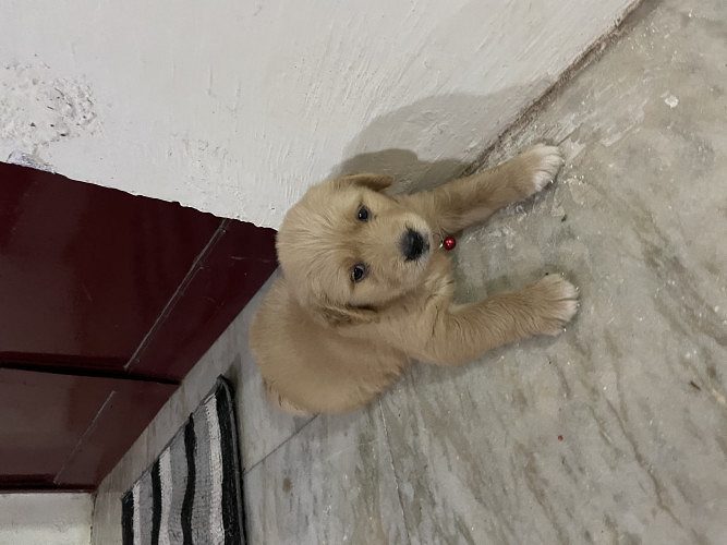 Golden retriever for sale