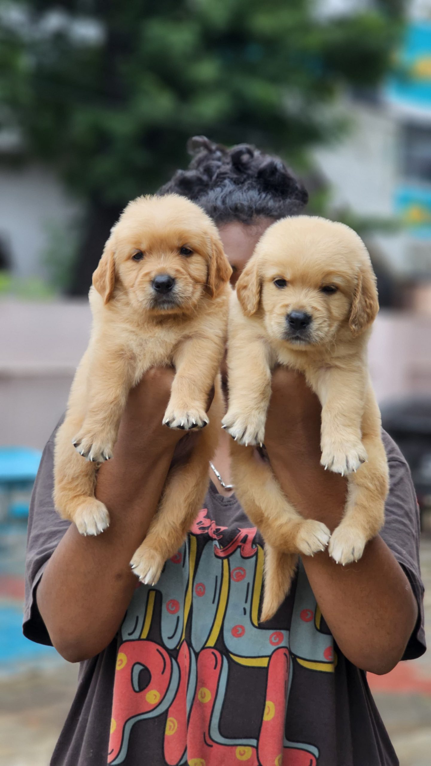 Golden retriever