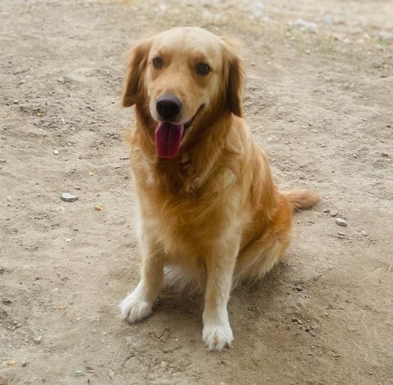 Golden Retriever for Sale