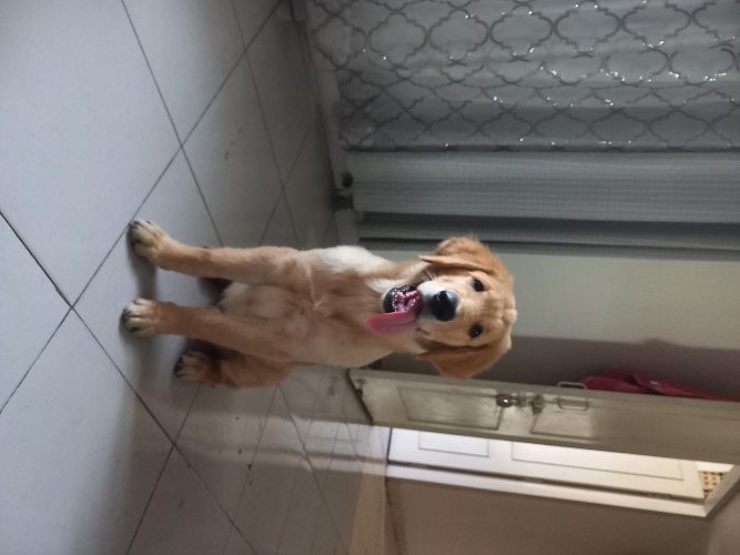 Golden retriever for sale