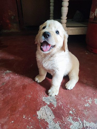 Golden Retriever