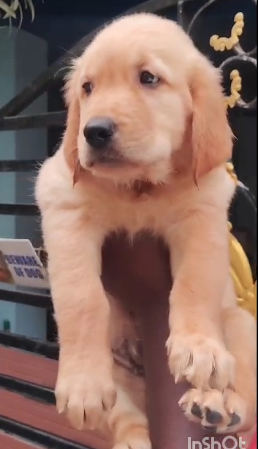 Golden retriever