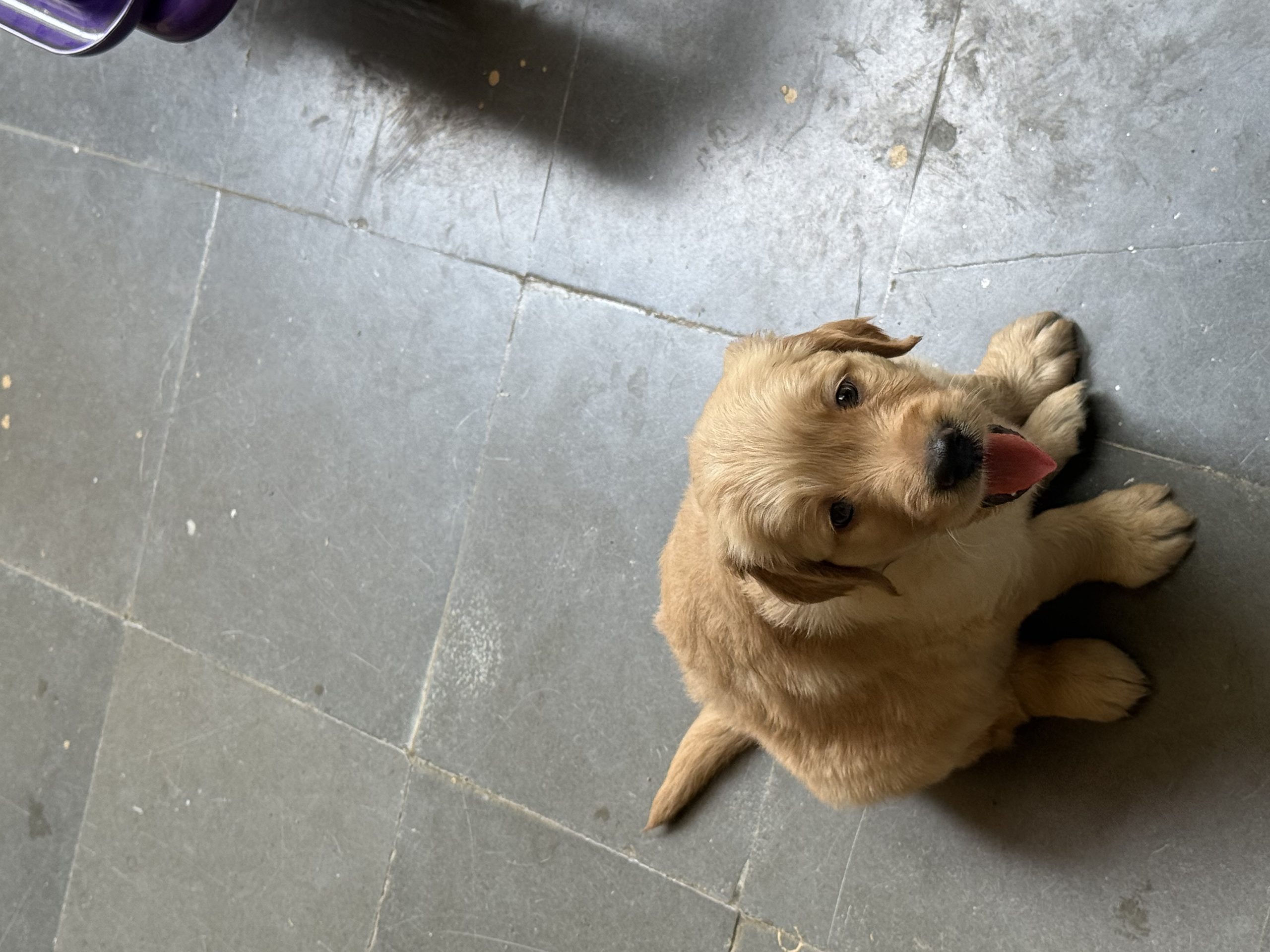 Golden retriever