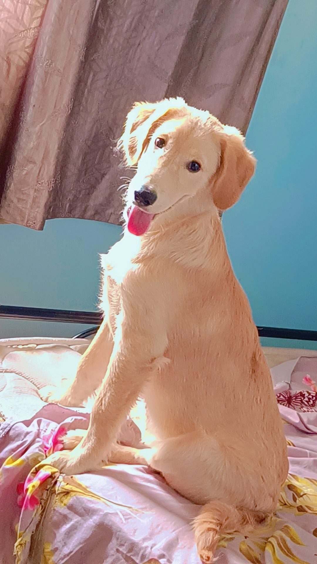 Golden retriever