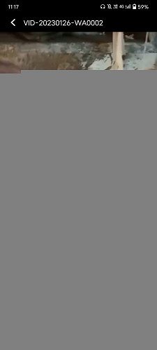 Golden retriever for sale