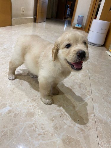GOLDEN RETRIEVER
