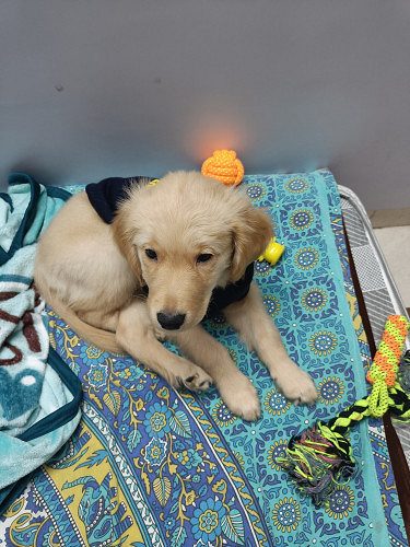 Golden retriever for sale